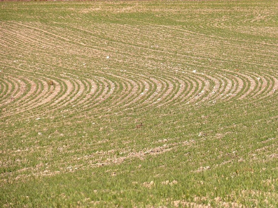 laid, background, texture, sprout, plant geometry, agriculture, sow, field, land, plant