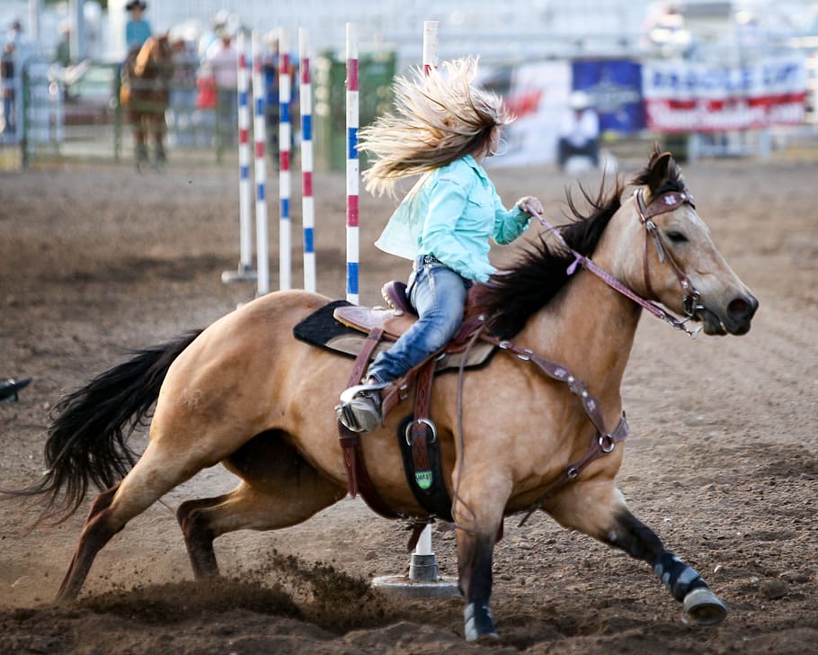 rodeo, kuda, laras, barat, hewan, co, cowgirl, berlari, kecepatan, wanita