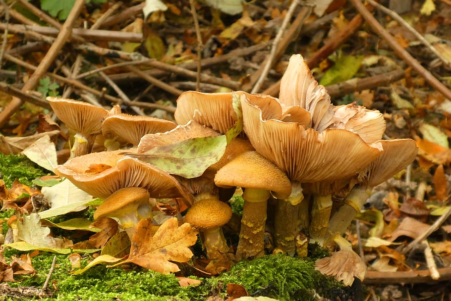 mushrooms, forest, autumn, nature, moist, forest floor, slats, hat, mushroom, fungus