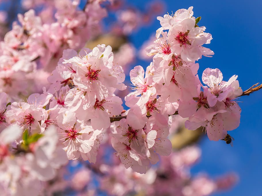 flor de cerezo, despertar de primavera, flor, rama, primavera, planta floreciendo, frescura, fragilidad, planta, color rosado