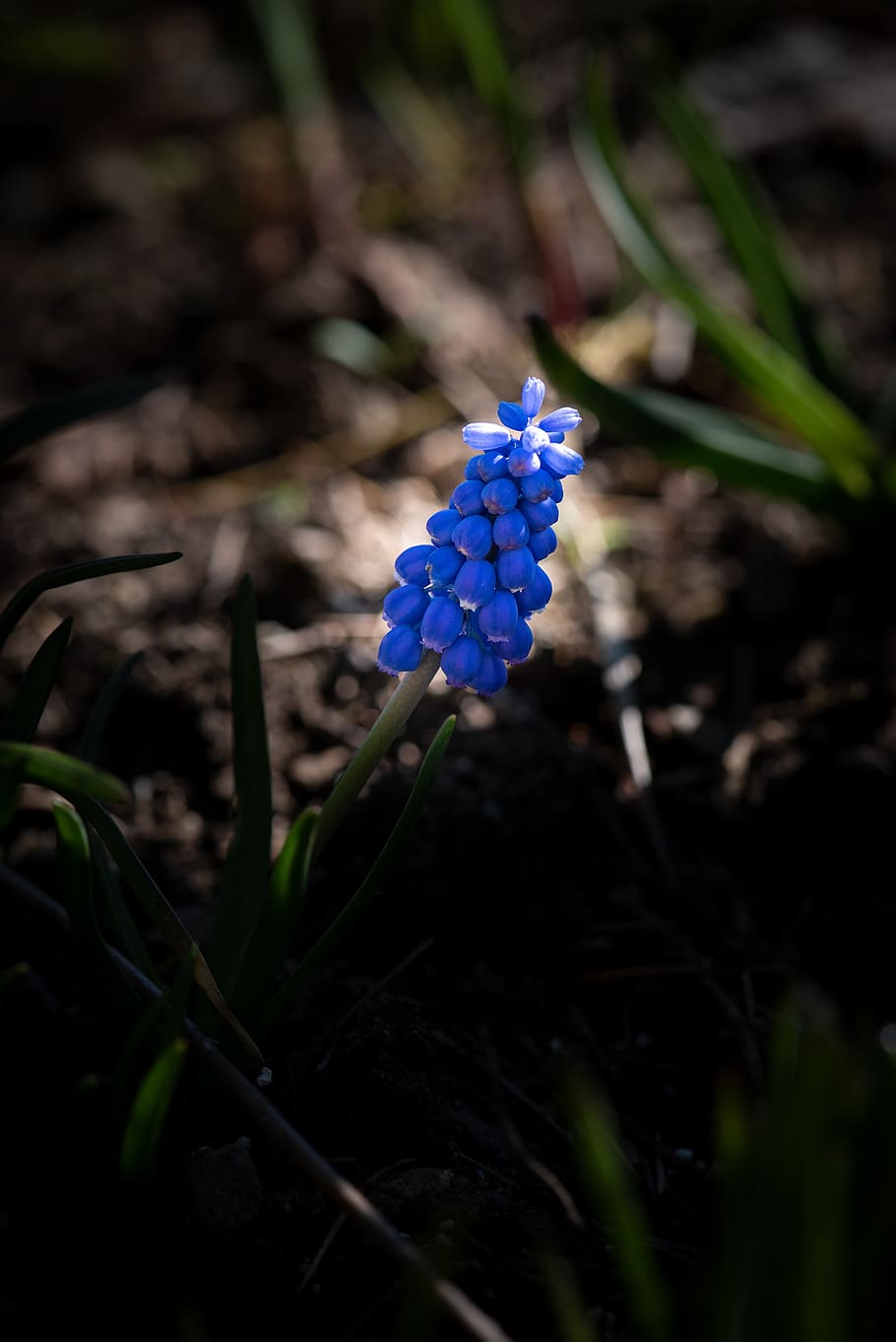 muscari, bunga, biru, kecil, taman, alam, di taman, musim semi, mekar, flora