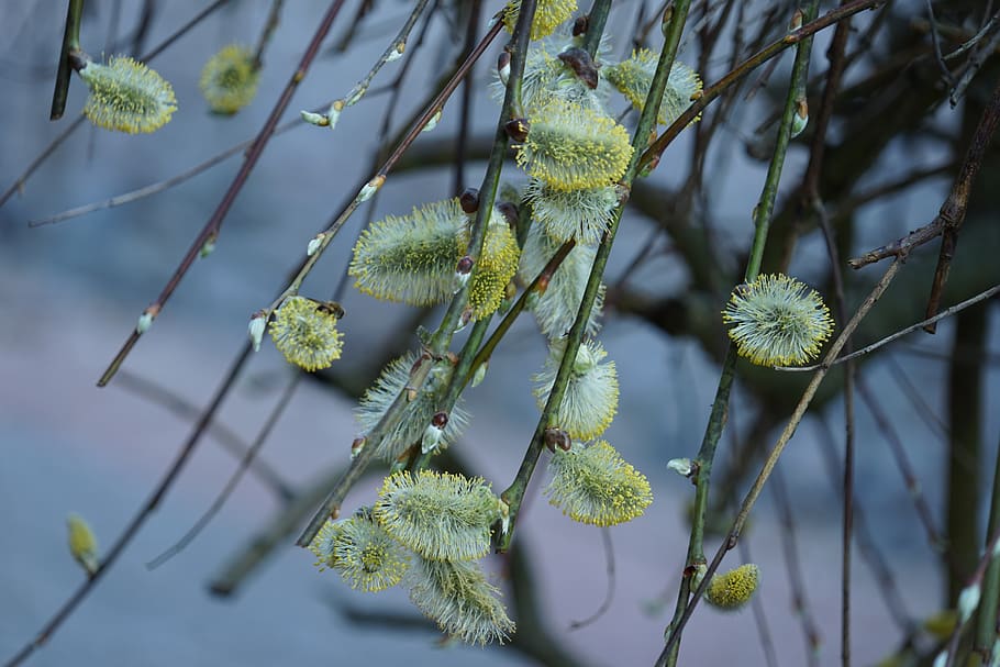 willow catkin, spring, frühlingsanfang, snow, cold, plant, nature, growth, beauty in nature, flower