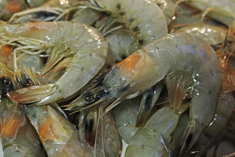 tiger prawns, shrimp, freshly caught, fishing, tasty, mediterranean, food, nutrition, delicious, healthy