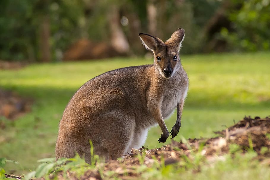 walabi di australia, animalsNature, australia, kanguru, mamalia, binatang di alam liar, satwa liar, satu binatang, tidak ada manusia, rumput