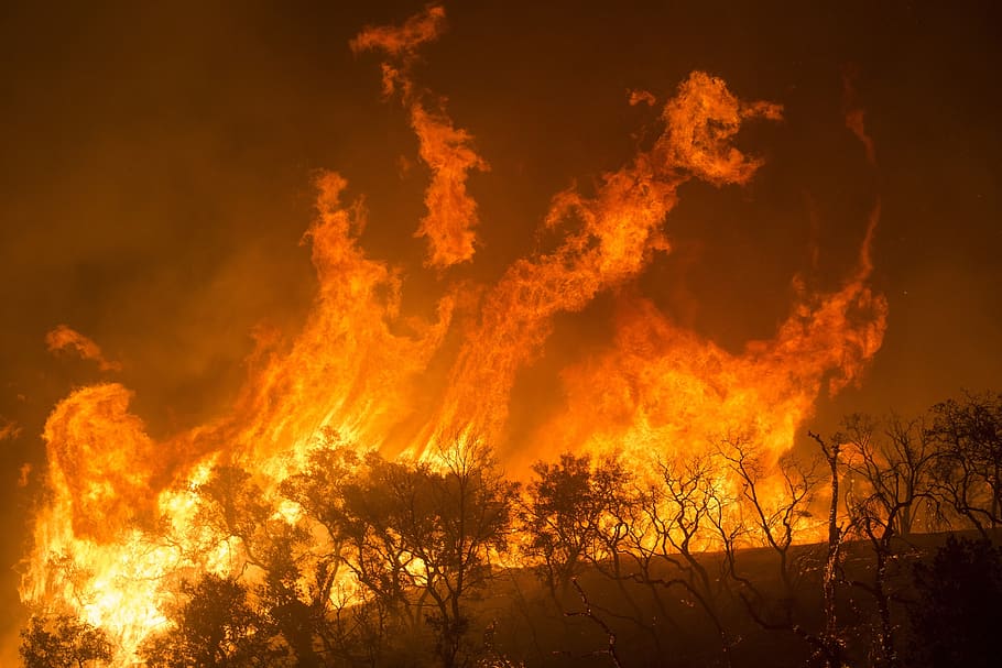 kebakaran hutan, api, kobaran api, asap, pohon, los padres, hutan nasional, panas, pembakaran, bahaya