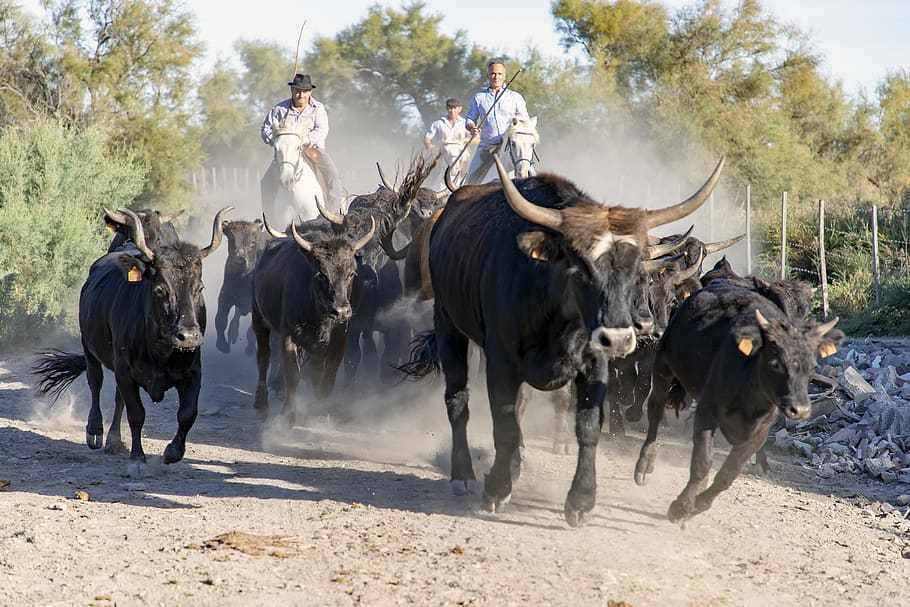 camargue, bulls, horns, gardians, horses, animals, riders, france, cattle, gardian