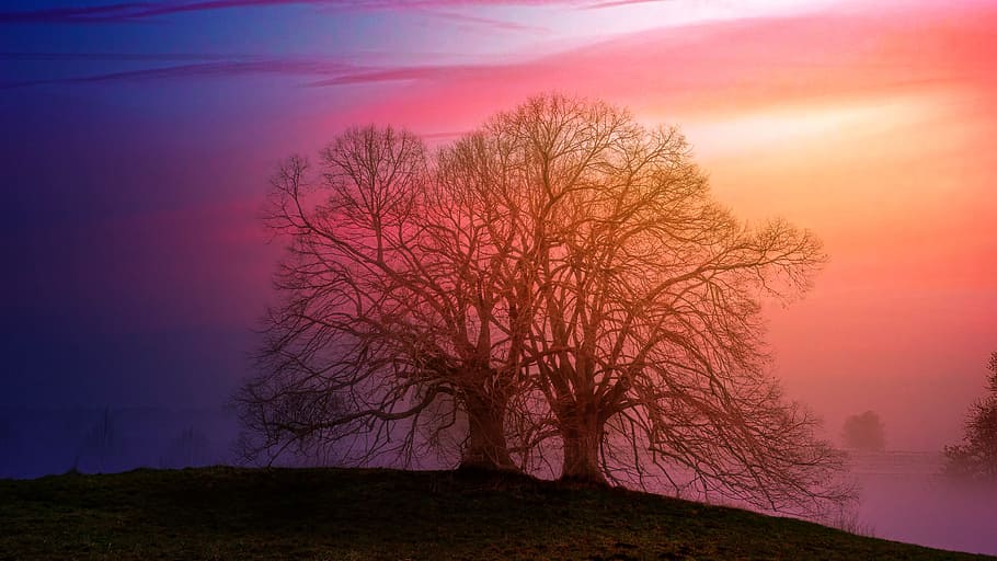 tree, sunset, light, fog, foggy, silhouette, sunrise, red, beauty in nature, landscape