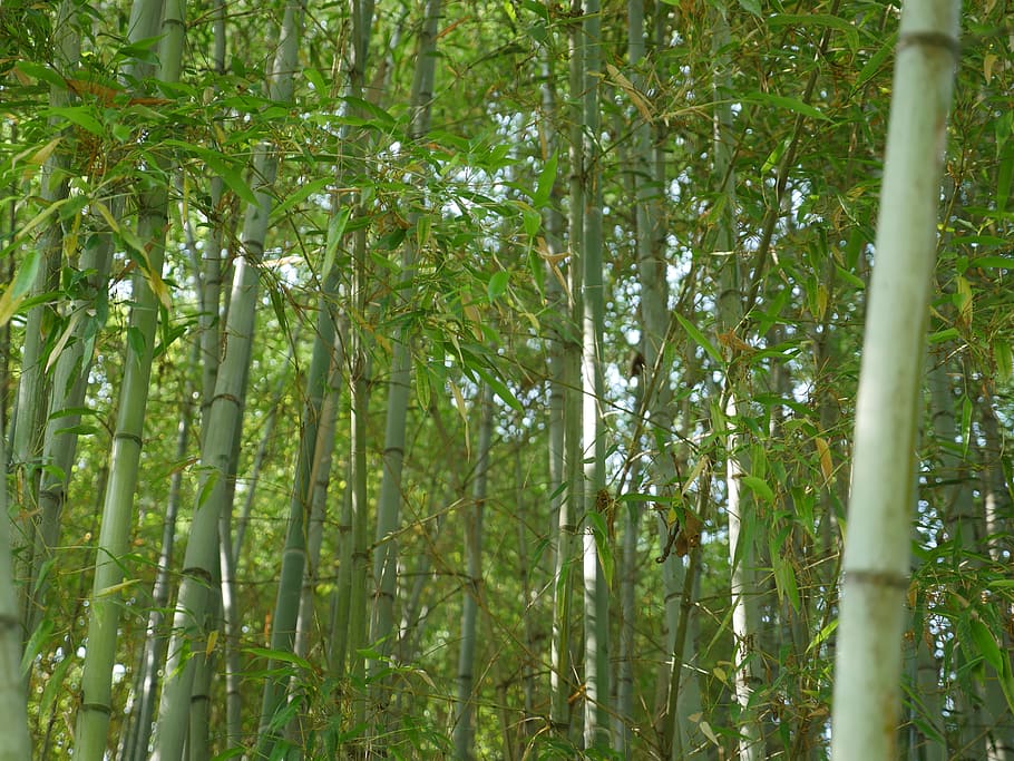 berjalan, lebat, hutan tebu, forrest, bambu, lanskap, pohon, perjalanan, alam, tebu