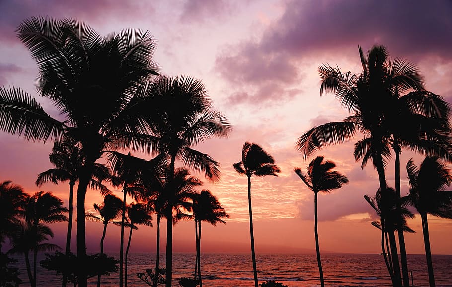 trees, beach, ocean, sea, sunset, vacation, summer, travel, adventure, palm tree