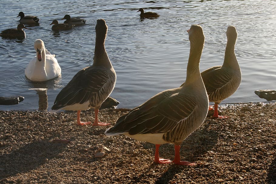 ducks, swan, opponents, nature, lake, birds, beach, waterfowl, waters, schwimmvogel