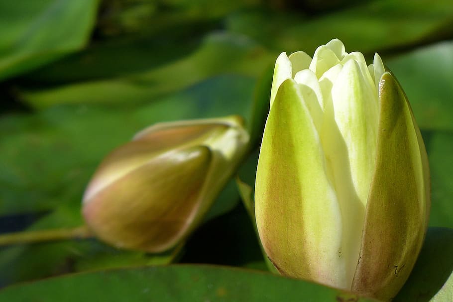 water lily flower buds, flowing, koi pond, rutgers gardens, east, brunswick, nj., lilly pads, water, flower