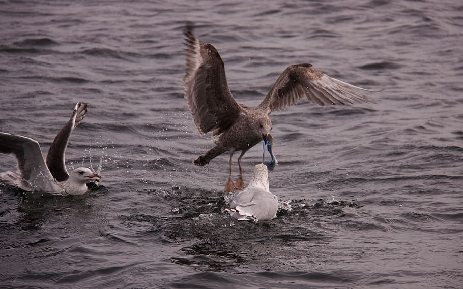 gulls, birds, expensive, natural, wings, sea, seabird, wildlife, water, beak