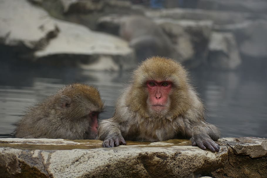 animal, macaco, bebê macaco japonês comendo folhas, macaco da neve, fontes termais, banho ao ar livre, banho, efeito do banho quente, beleza, estância termal