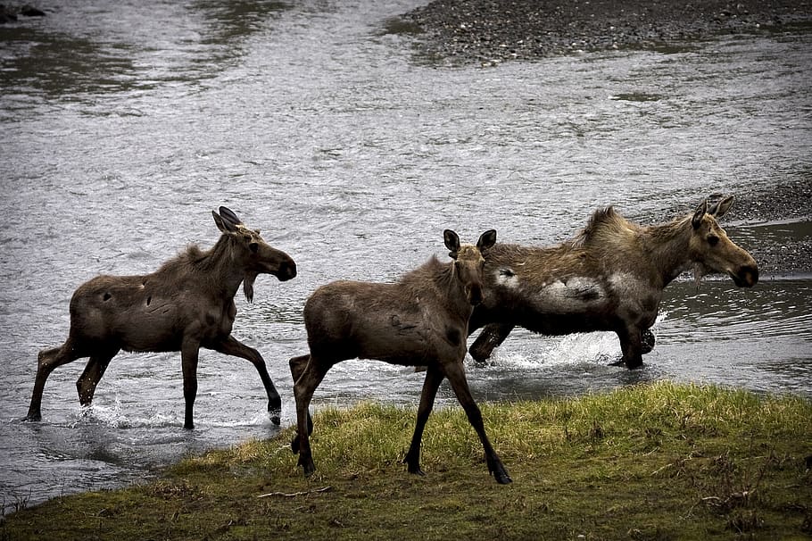 moose, cows, calves, wildlife, nature, animals, herd, forest, foraging, feeding
