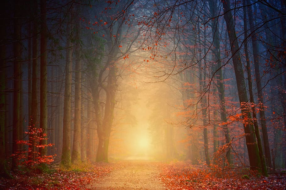 jauh, hutan, jalan, musim gugur, cinta, harapan, aneh, cahaya, suasana hati, pohon