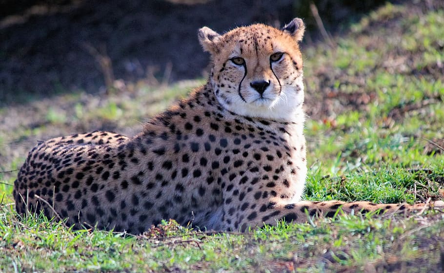 cheetah, beast, feline, rest, lying, mammal, animal, speed, animal themes, animal wildlife