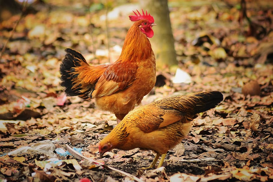 hen, animals, animal pets, wonderful, natural, landscape, livestock, bird,  chicken - bird, animal | Pxfuel