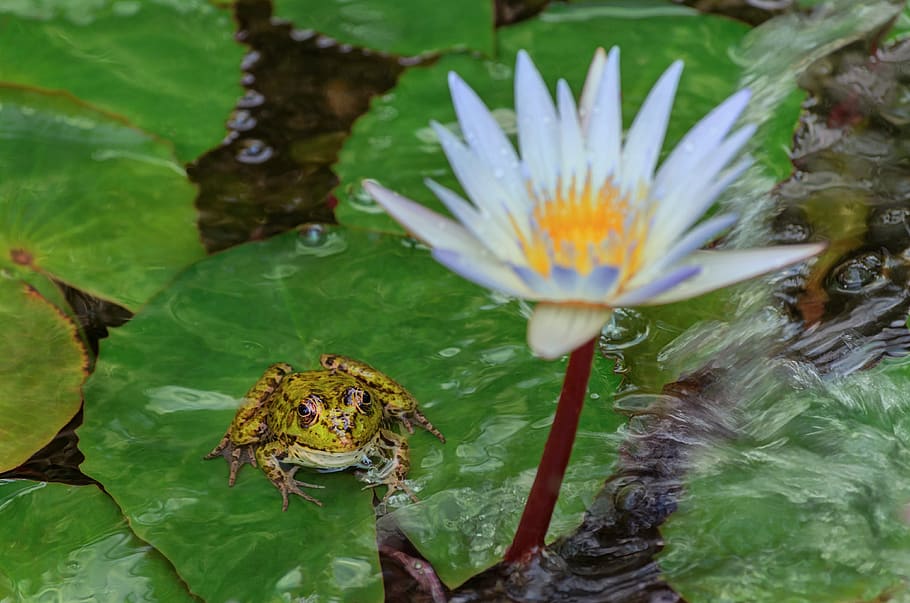 frog, water lily, nature, fauna, flora, water, flower, pond, leaves, green