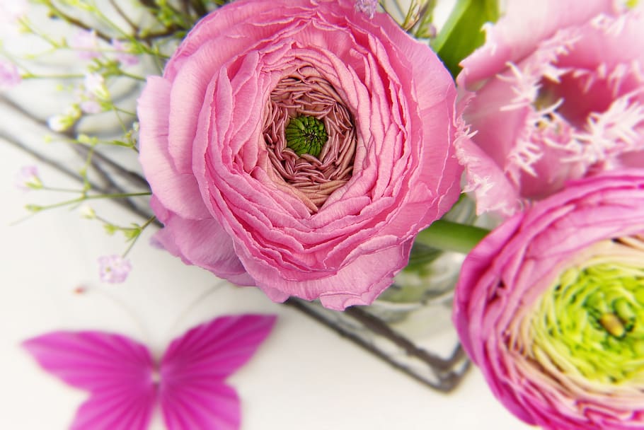 ranunculus, blossom, bloom, tulip, pink, vase, butterfly, invitation, greeting card, give