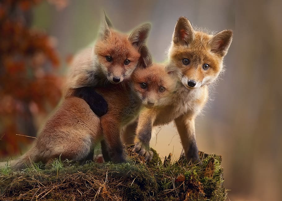 raposa, filhotes, bonito, raposa vermelha, jovem, animais selvagens, natureza, animal, mamífero, peludo