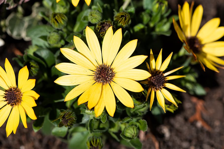 cape daisies, flowers, yellow, yellow flowers, garden, in the garden, nature, flora, close up, bloom