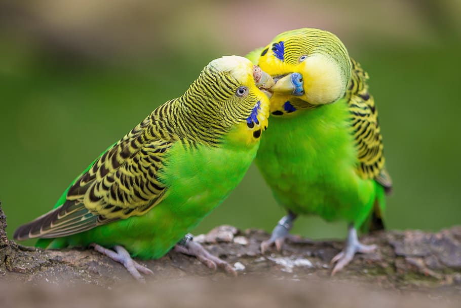 budgie, pair, birds, budgerigars, plumage, affection, colorful, friendship, together, sit