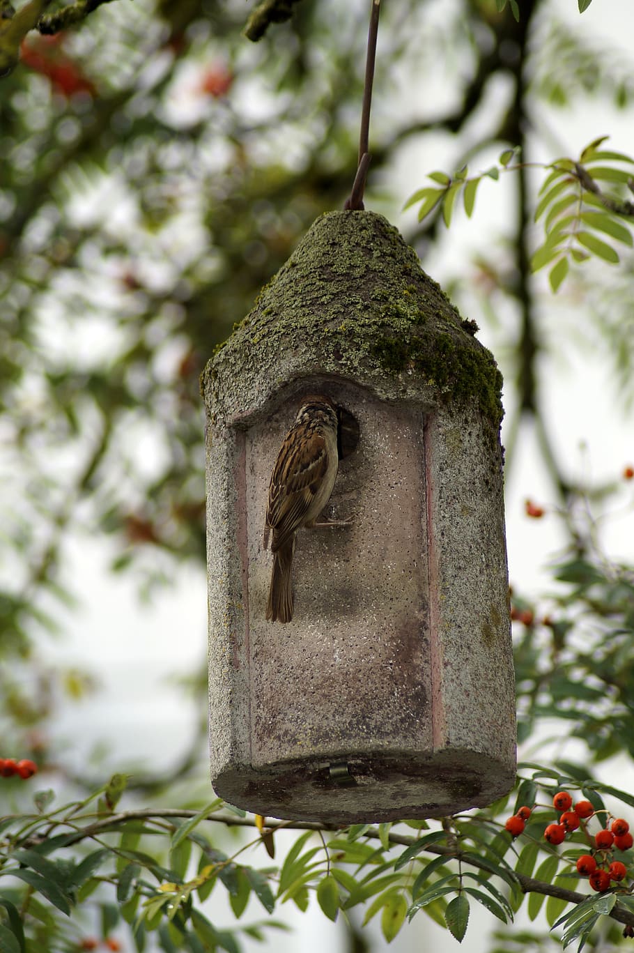 sparrow, bird, bird feeder, aviary, rowan, nesting box, incubator, tree, leaves, branch