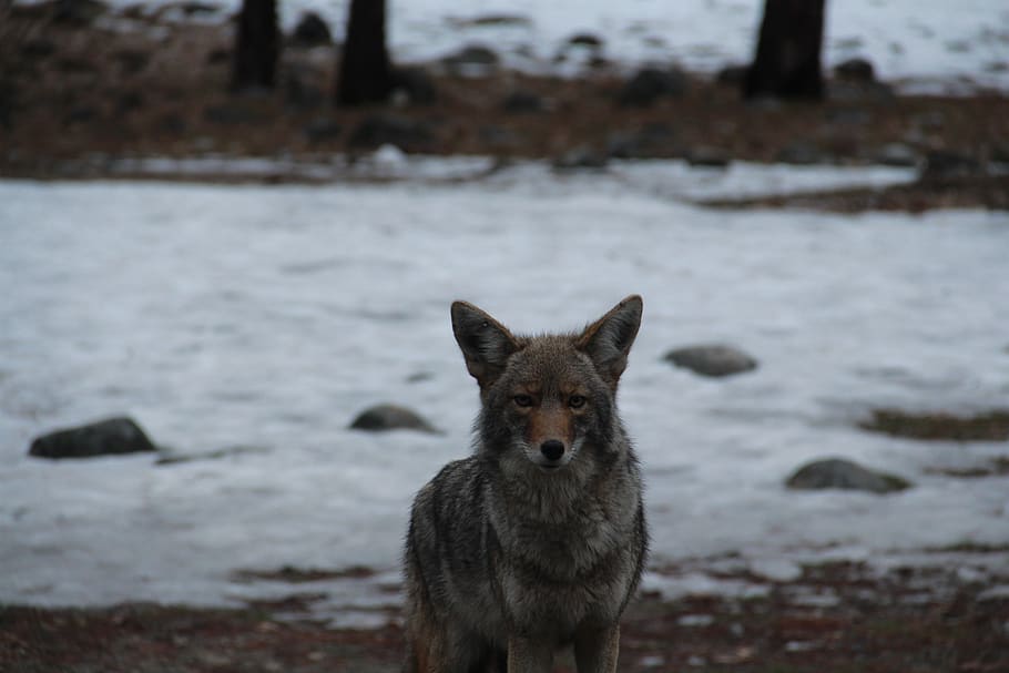yosemite national park, coyote, wildlife, nature, outdoors, winter, one animal, focus on foreground, portrait, mammal