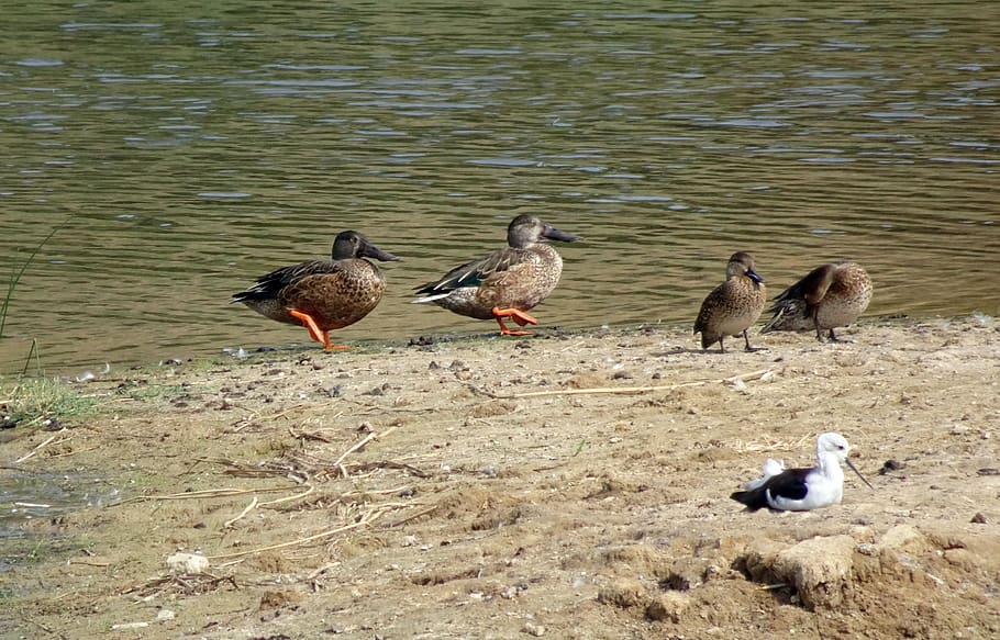 duck, bird, northern shoveler, spatula clypeata, shoveler, water bird, pond, waterfowl, aquatic, gujarat