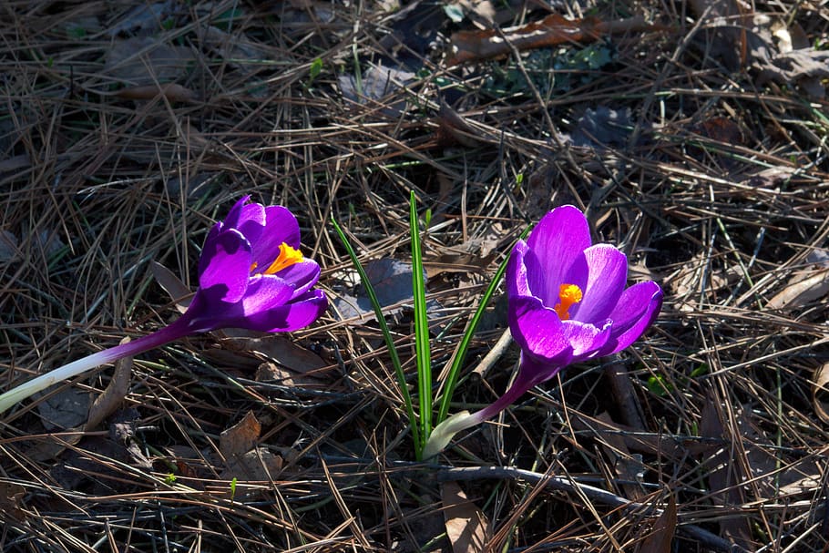 early spring crocuses, crocus, spring, flower, nature, plant, purple, bloom, flora, blossom