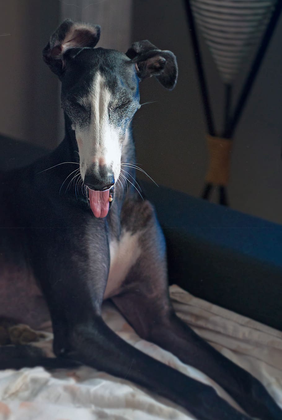 galgo, spanish greyhound, espanol, dog, canine, animal, pet, greyhound, spanish, portrait