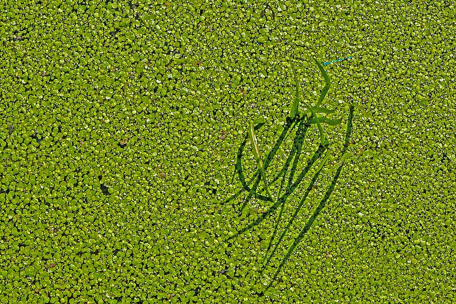 floating fern, common floating fern, dragonfly, azure bridesmaid, pond, water surface, sea grass, green color, plant, grass