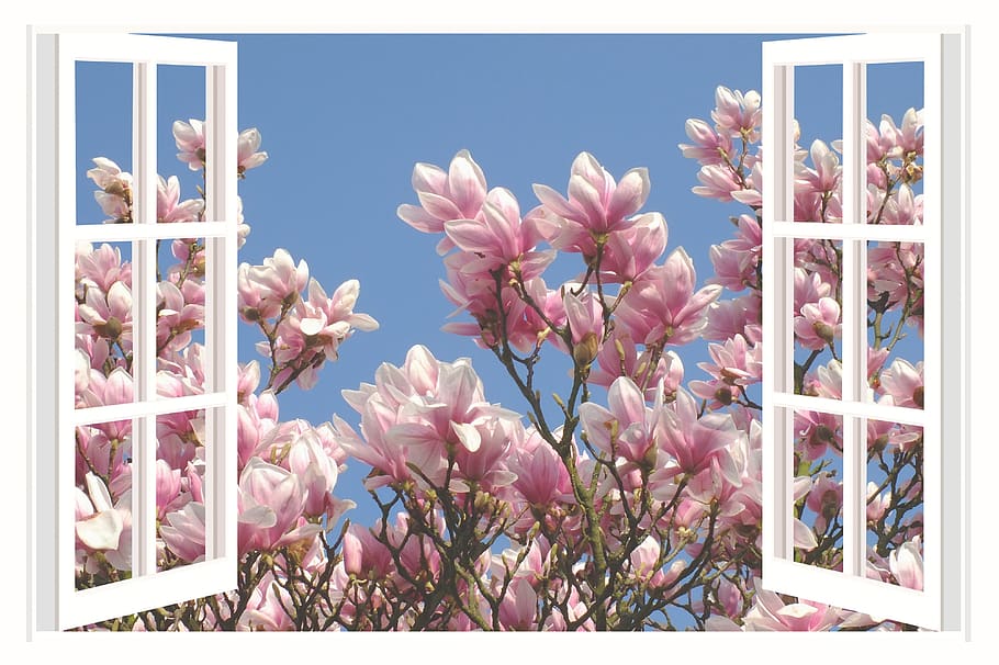 magnolia, magnolia tree, flower, spring, blossom, bloom, aesthetics, a beautiful day, beautiful morning, a beautiful evening