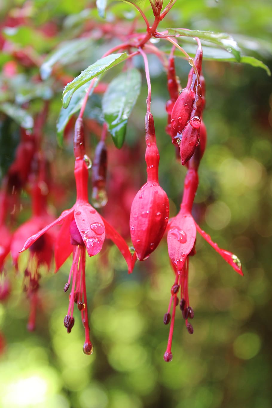 fuschia, flower, rain, droplet, red, growth, plant, freshness, focus on foreground, close-up