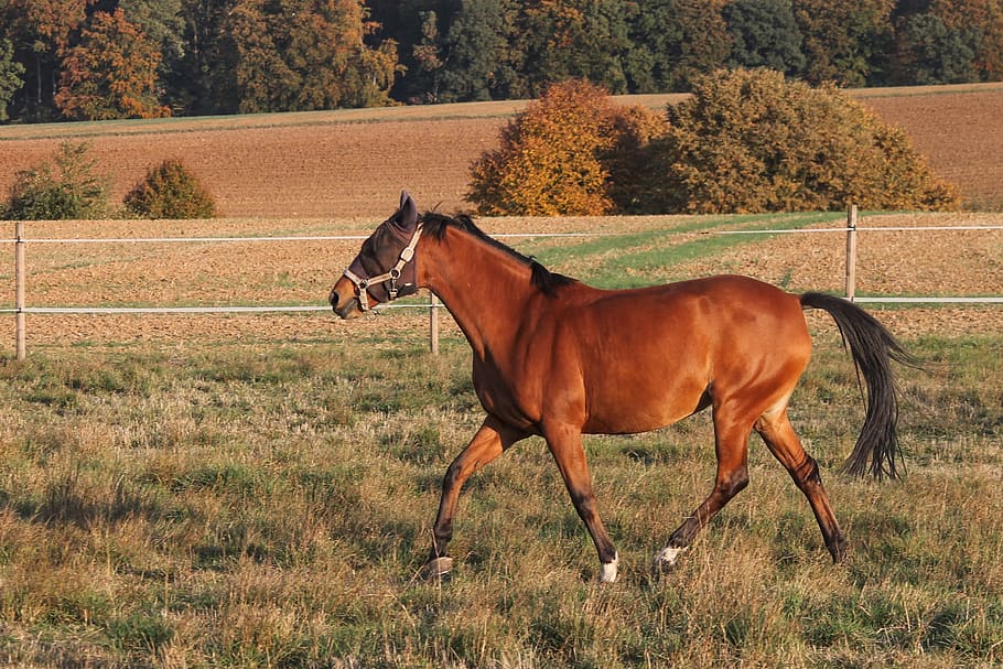 horse, saddle horse, coupling, brown, trot, step, mane, equestrian, pasture, pferdeportrait