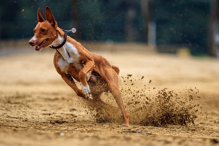 dog, dog racing, animal, race, run, sport, greyhound racing, pet photography, hundesport, racecourse