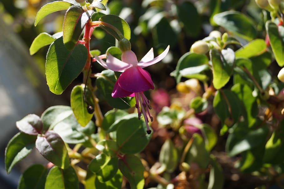 fuchsia, flower, sun, nature, plant part, plant, leaf, growth, beauty in nature, flowering plant