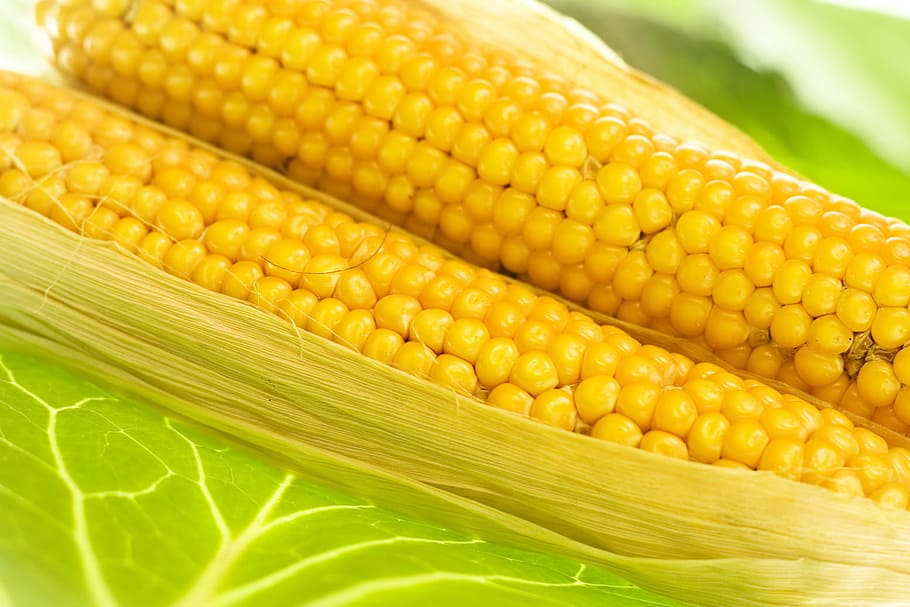 кукуруза, урожай, свежий, собранный, сбор урожая, шелуха, ингредиент, ядра, сырые, овощ