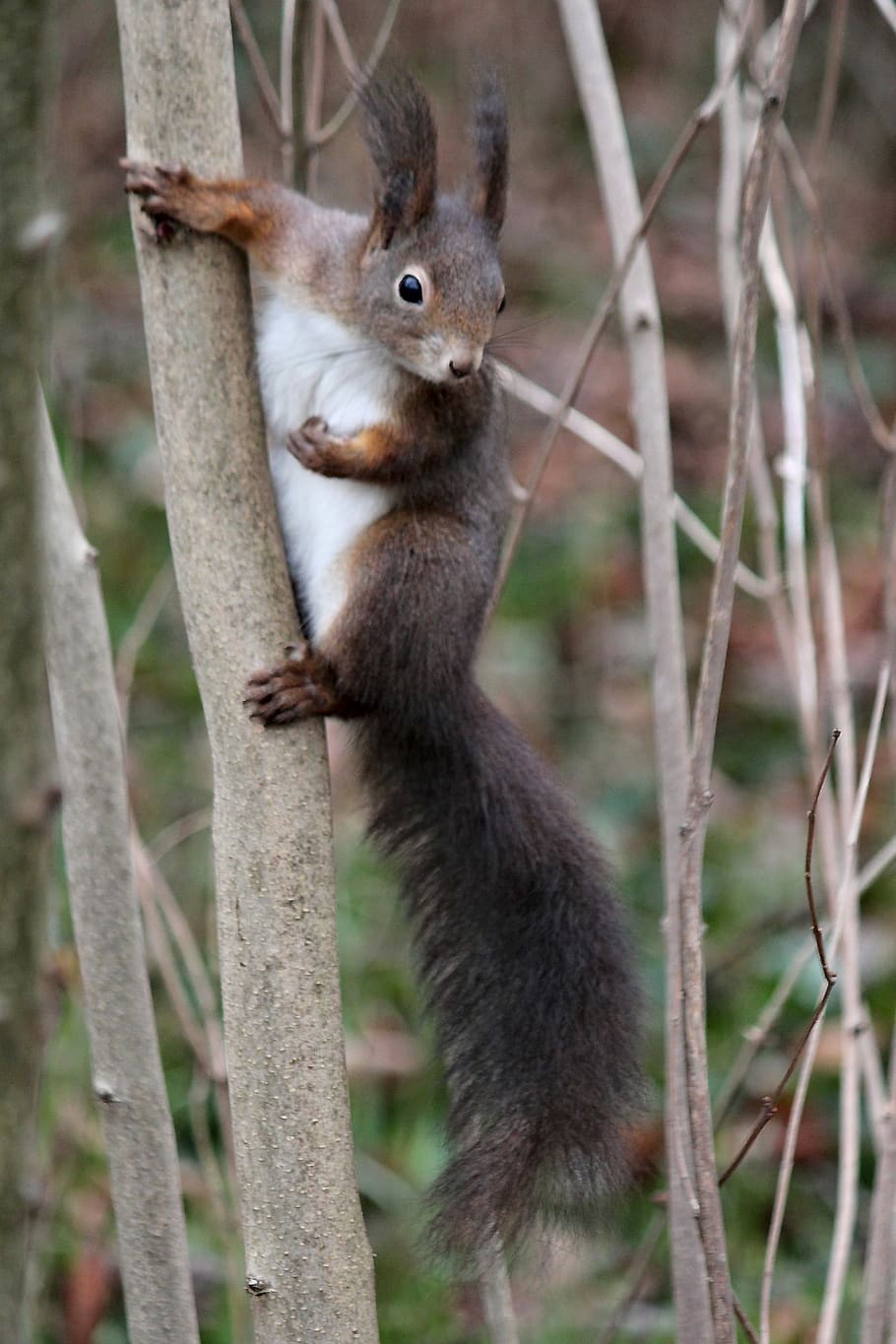 the squirrel, brown, rodent, tree, agile, wild, mammal, animal, curious, animal wildlife