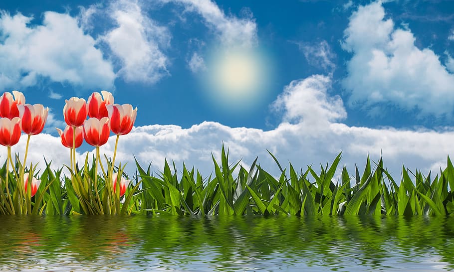 nature, tulips, flowers, spring, flower, flora, tulip, cloud - sky, sky, plant