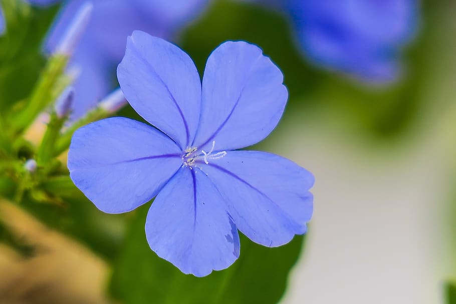 bunga biru dan, bunga, tanaman, alam, mekar, hijau biru, cahaya, alami, berbunga, hua xie