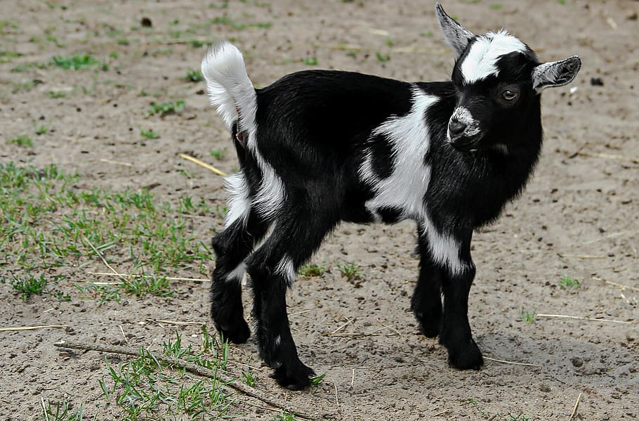goat, horns, black, white, animal, animal world, horned, livestock, mammal, ruminant