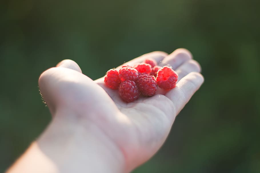 berry, crop, food, fresh, hand, nutrition, raspberry, red, ripe, summer