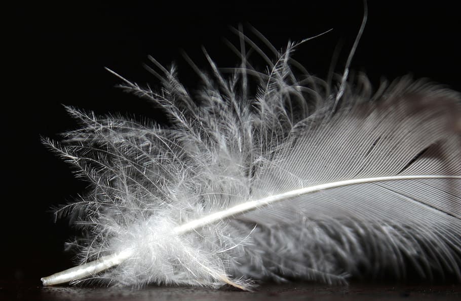 closeup, feather, bird, animal, nature, soft, silk, softness, black background, studio shot