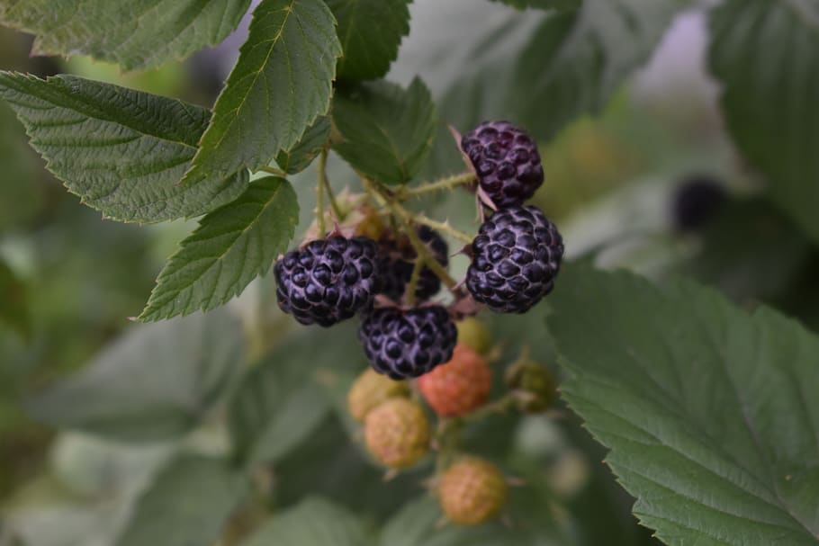 berry, hybrid, blackberry, raspberry, healthy, nutrition, vitamins, sweet, delicious, summer