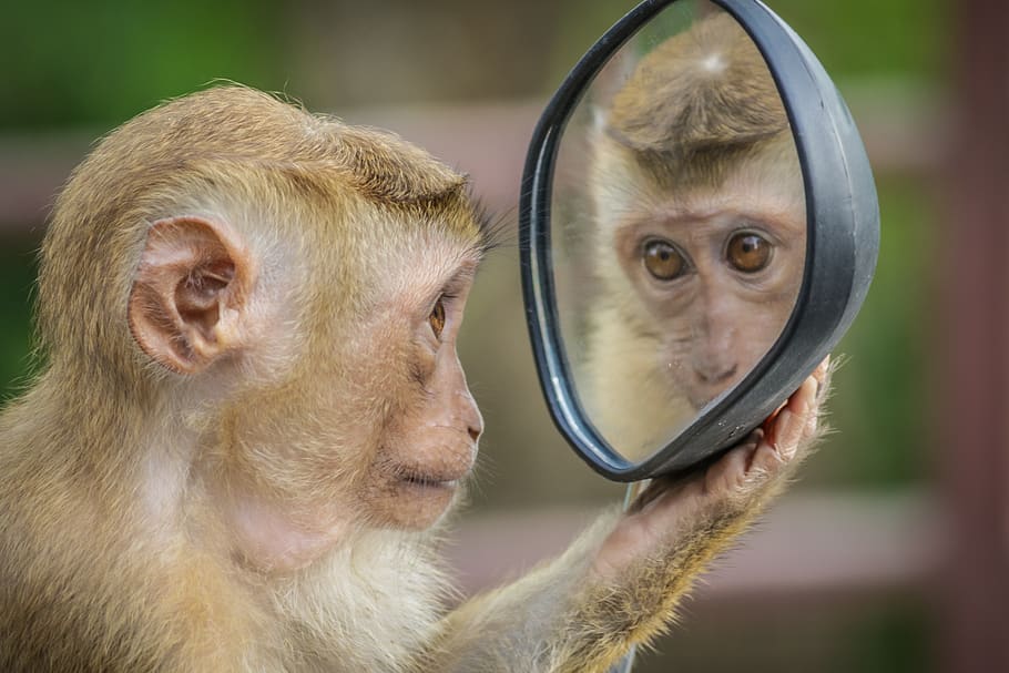 monkey, mirror, stare, thinking, mammal, primate, focus on foreground, one animal, vertebrate, close-up