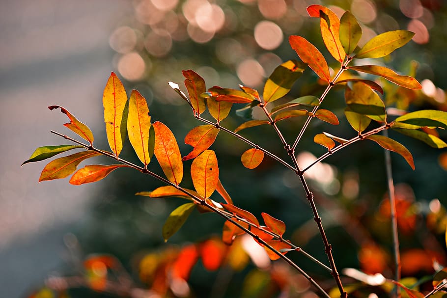 leaf, foliage, twig, branch, tree, autumn color, vein, pattern, orange, red