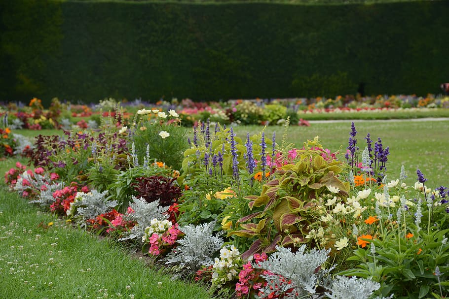 jardín, flores, flor, verano, planta, naturaleza, rojo, flora, lavanda, rosa  | Pxfuel