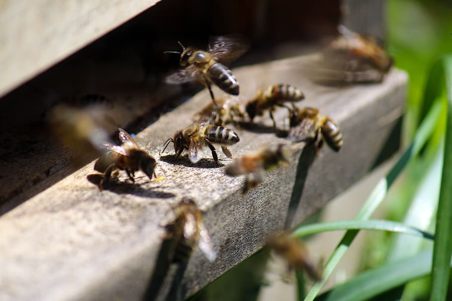 honey bee, air hole, nature, bees, beehive, insect, flight board, selective focus, invertebrate, close-up
