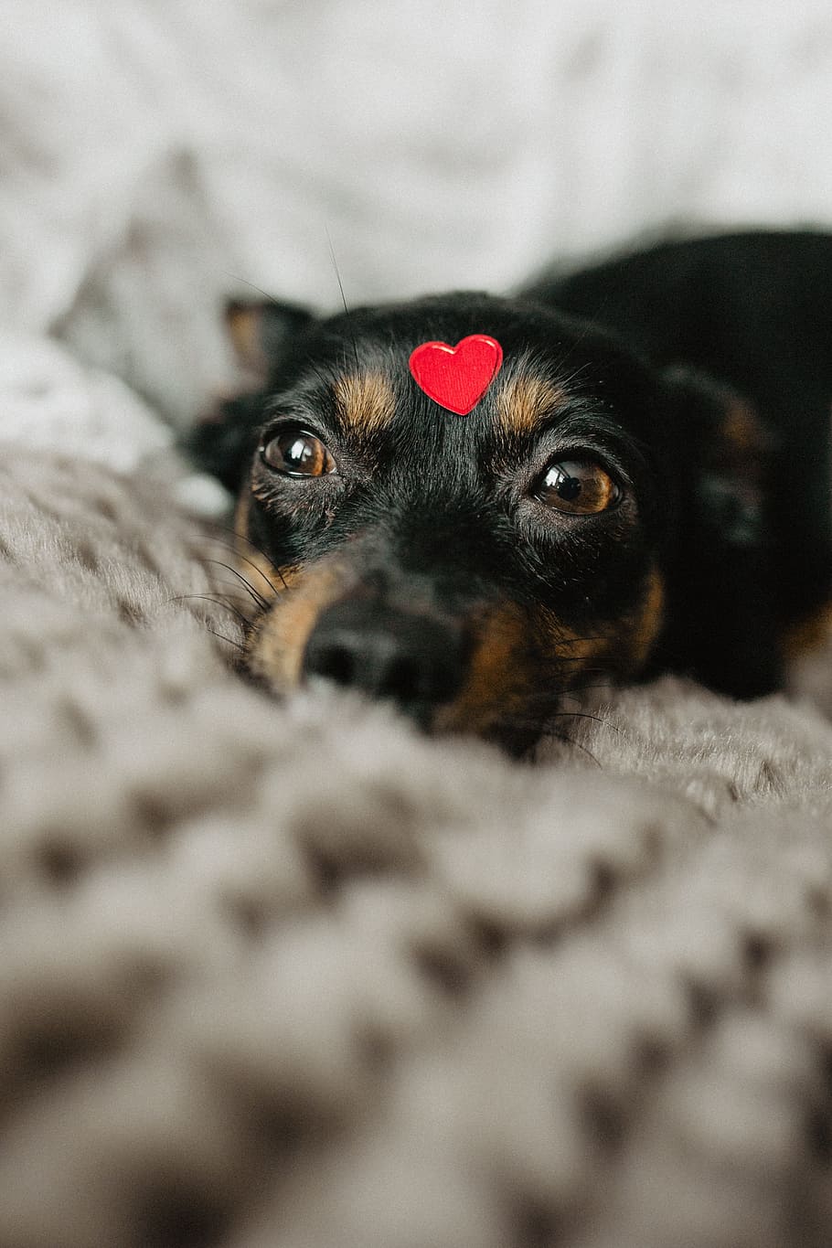 dog, heart, head, pet, animal, cute, puppy, adorable, love, red